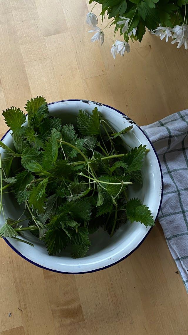 Orties dans bassine en émail avec torchon à carreau bleus et blancs