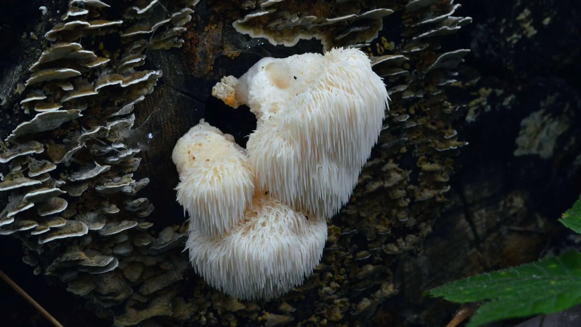 Gros plan d'un champignon médicinal blanc héricium sur un tronc d'arbre