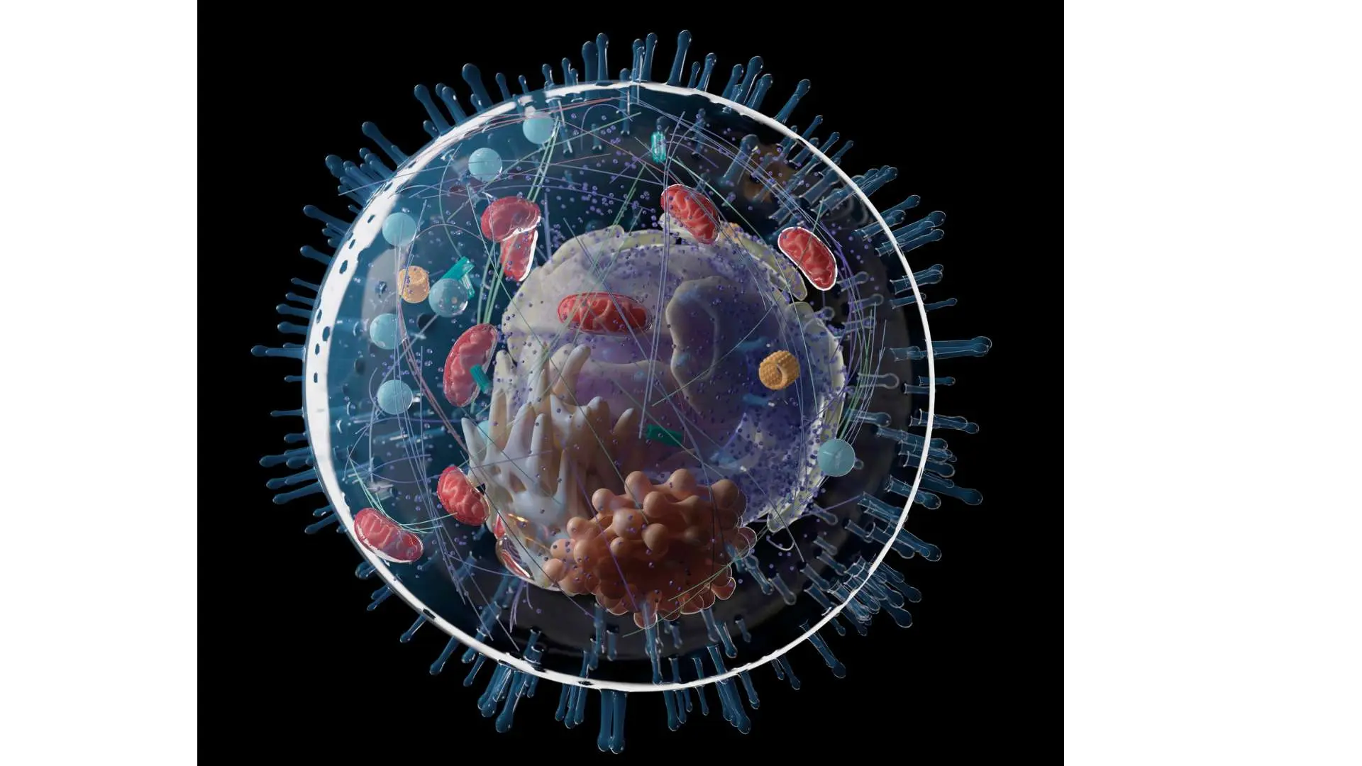 Coupe 3D mitochondrie sur fond noir