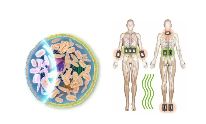 Coupe mitochondrie et deux silhouettes thérapie Me2Vie