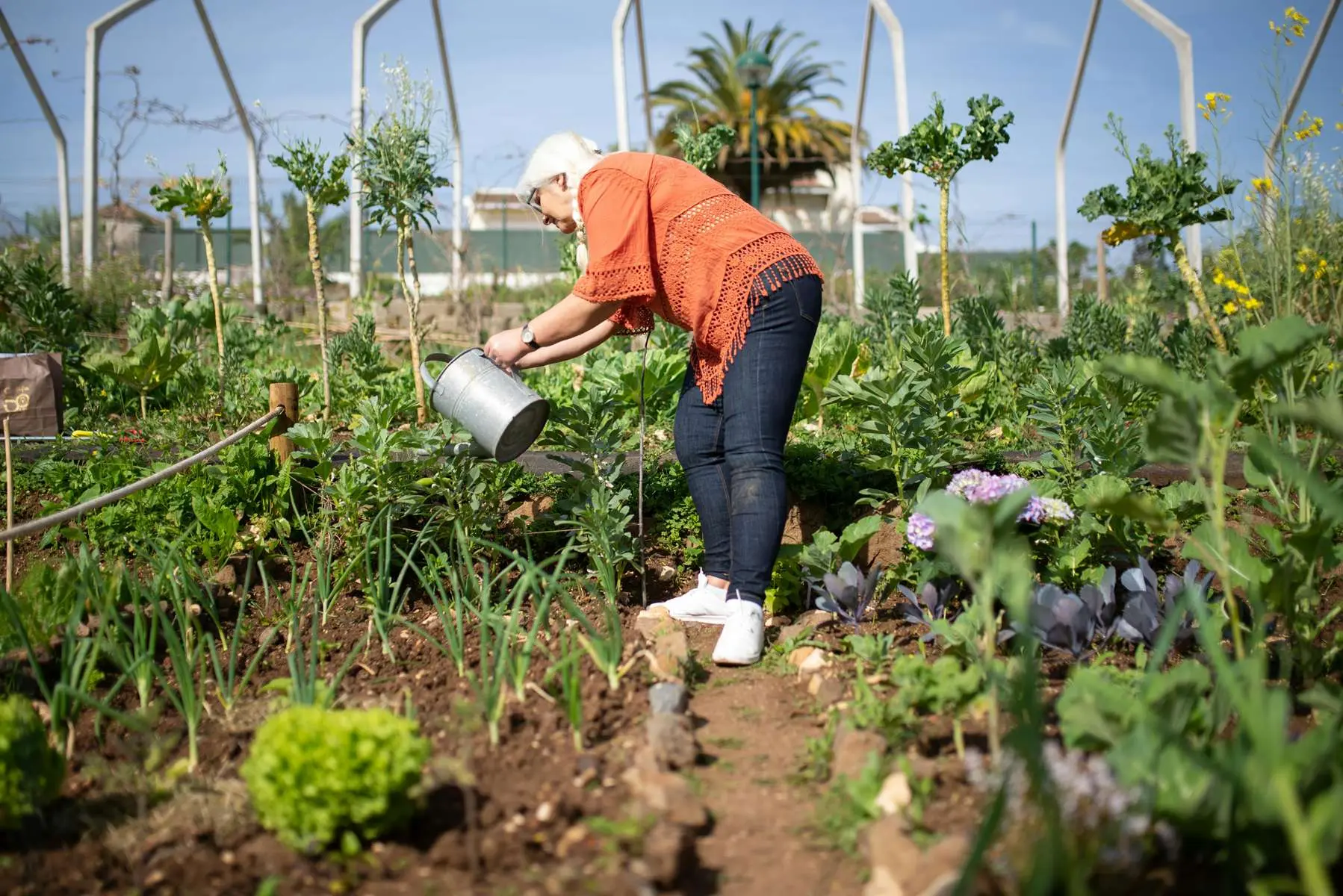 Femme senior en jean bleu, tunique orange et baskets blanches qui arrose des plantes dans une serre à ciel ouvert