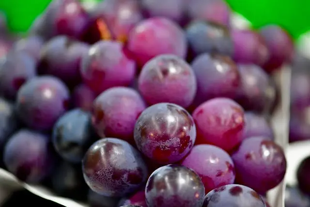 Gros plan grappe de raisin noir