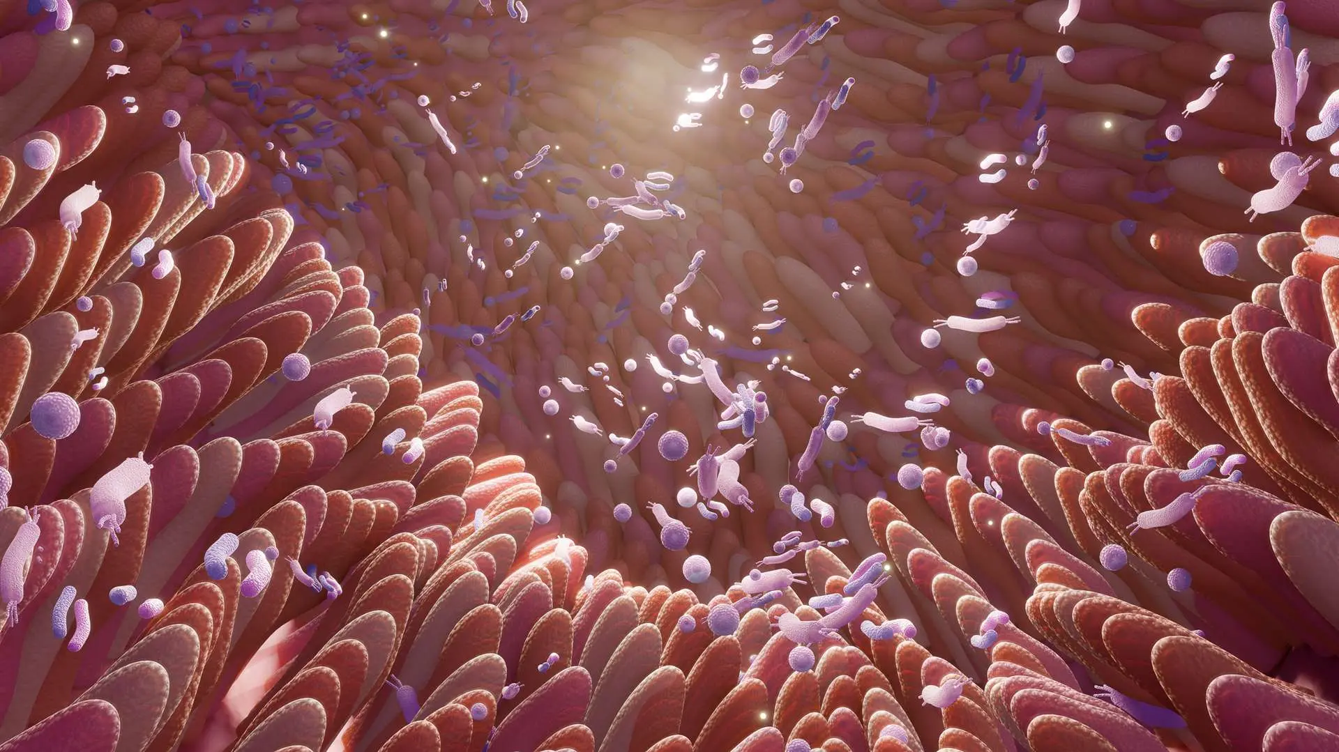Vue 3D microbiote intestinal